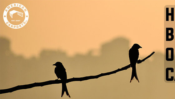 How to Keep Birds Out of Your Carport