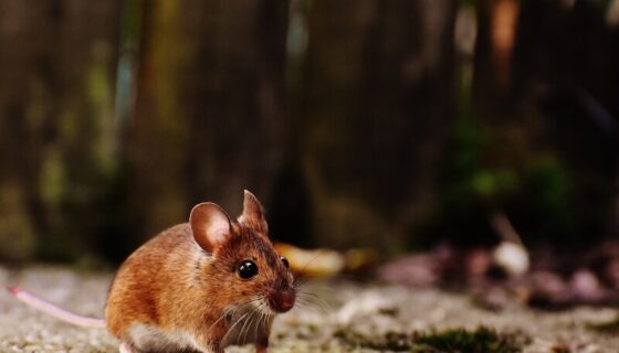 How to Keep Mice Out of Your Garage