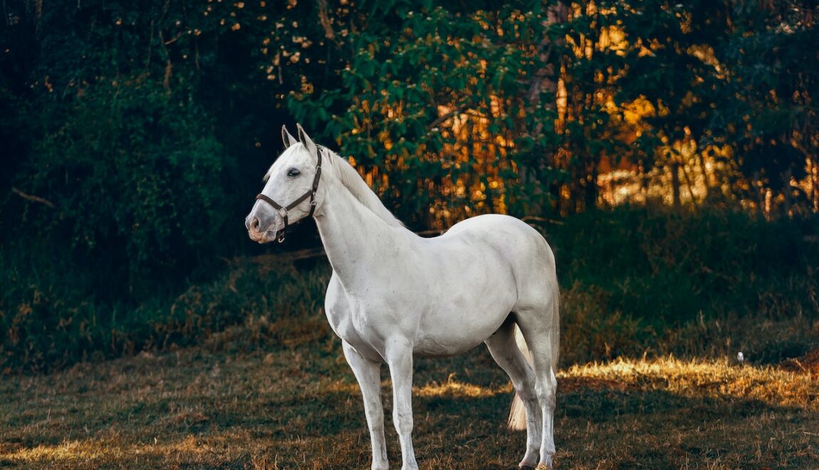 Guide to Building a Metal Shelter for Horses