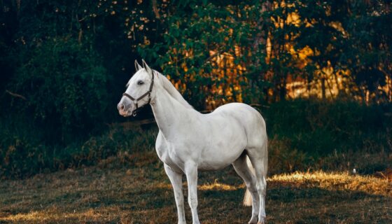 Guide to Building a Metal Shelter for Horses