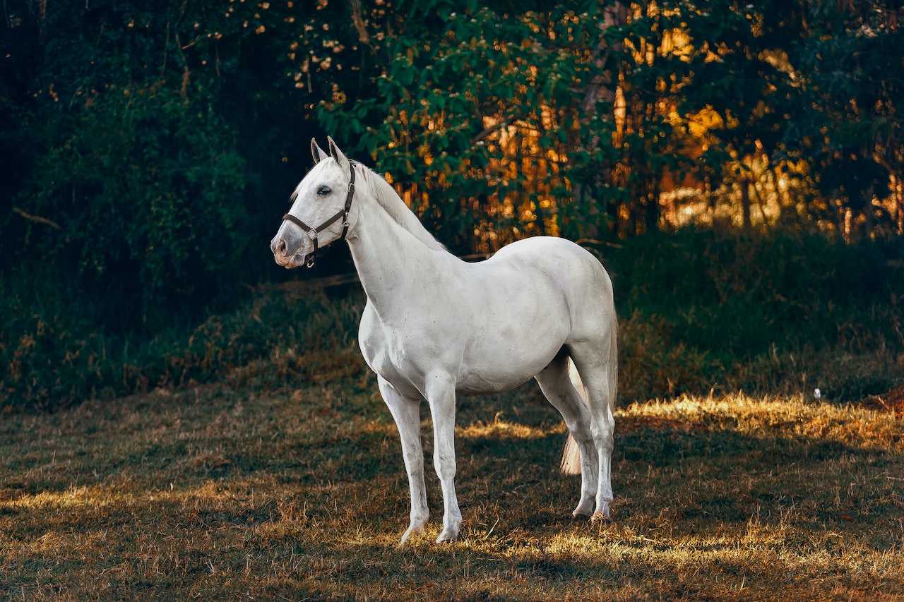 Guide to Building a Metal Shelter for Horses