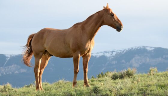 What Are the Best Layouts for Horse Barns? | American Carports, Inc.